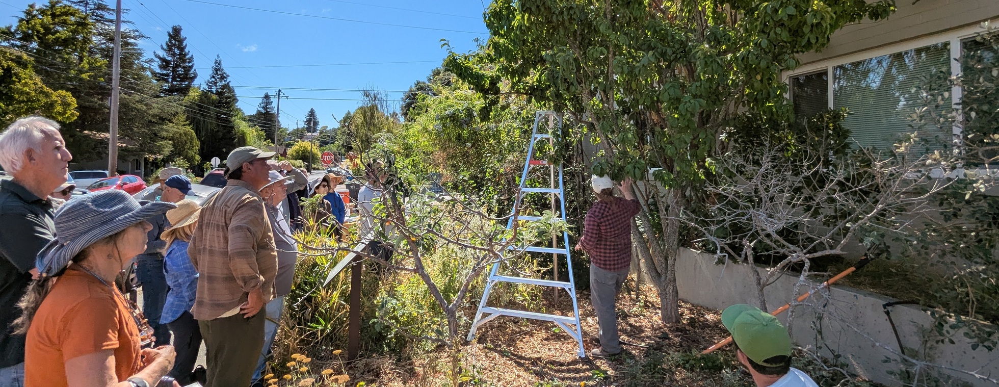 Summer Fruit Tree Pruning at the Cavanagh Center Food Forest